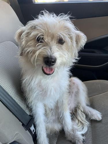Lost Female Dog last seen 53rd and S. Harding Avenue , Chicago, IL 60632