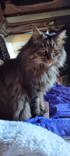 Lost Male Cat last seen Antioch and 35, Kansas City, MO 64116