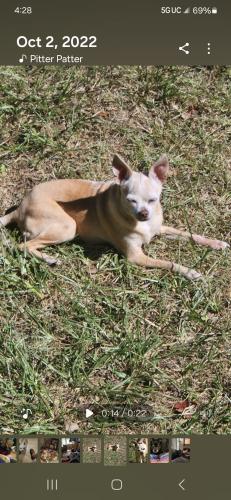 Lost Female Dog last seen Mc Donald's West Lafayette , Marianna, FL 32446