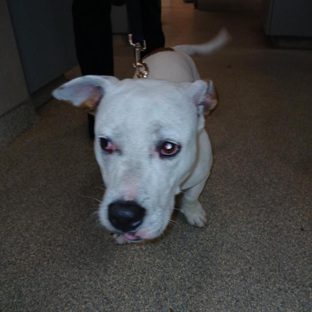 Shelter Stray Male Dog last seen , Jacksonville, FL 32216
