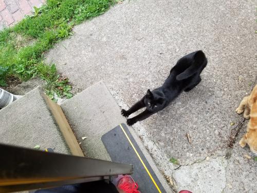 Lost Male Cat last seen Cleveland APL on Willey Ave., Cleveland, OH 44113