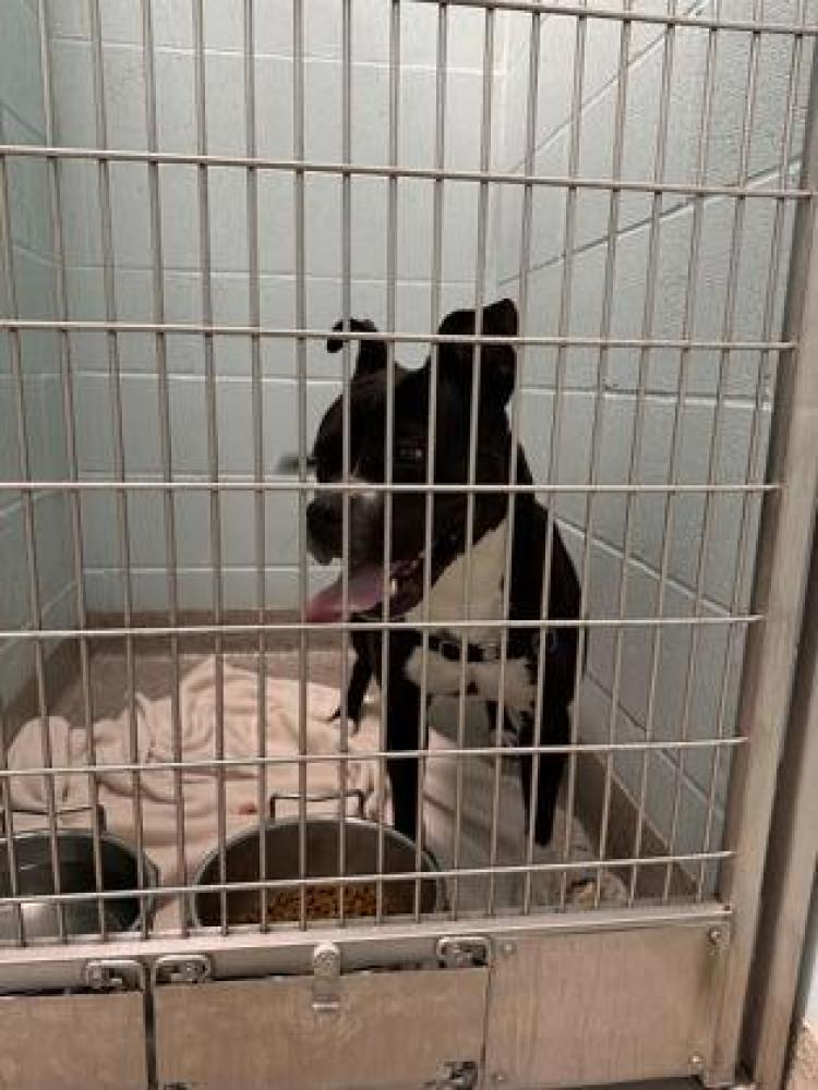 Shelter Stray Female Dog last seen Noblesville, IN , Fishers, IN 46038