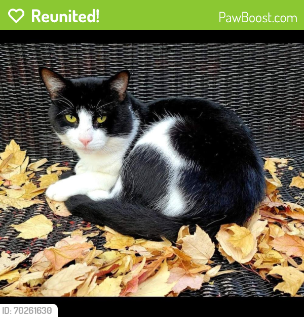 Reunited Male Cat last seen 185th and nw rock creek blvd, Portland, OR 97229