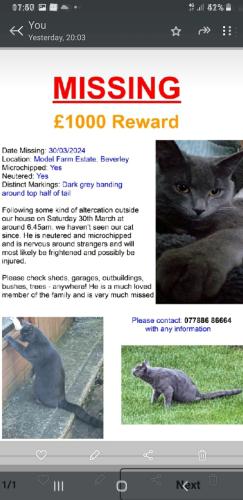 Lost Male Cat last seen Highfield road Beverley , East Riding of Yorkshire, England HU17 9QS