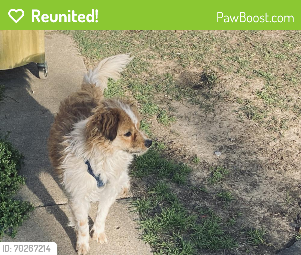 Reunited Male Dog last seen Near Towerwood Dr, Arlington, TX 76001, USA, Arlington, TX 76001