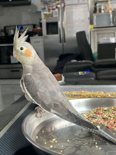 Lost Female Bird last seen Between 86th and 87th avenue and Little Neck Parkway, Queens, NY 11001