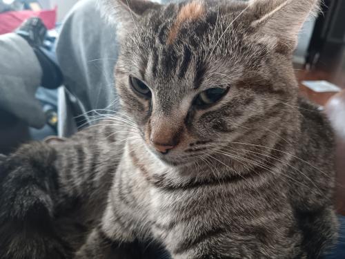 Lost Female Cat last seen Coy and corduroy , Oregon, OH 43616