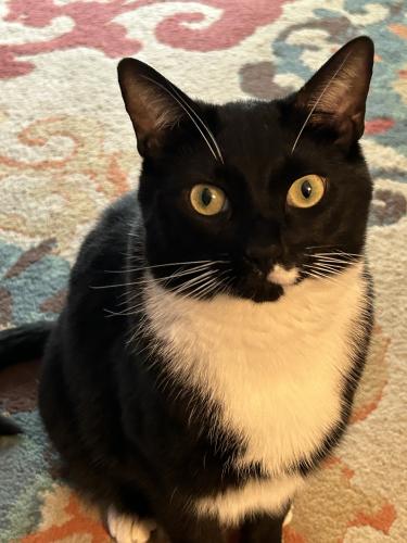 Lost Male Cat last seen Fry Road and Howard Road , Greenwood, IN 46142