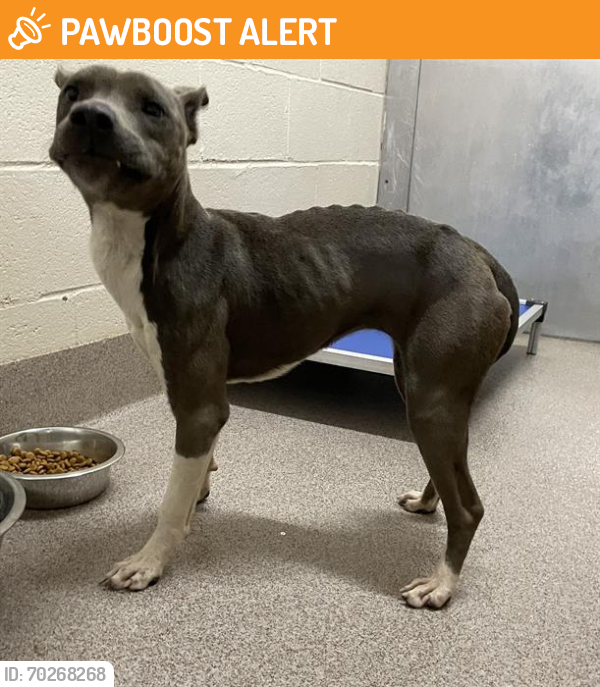 Shelter Stray Male Dog last seen , Shelby, NC 28150