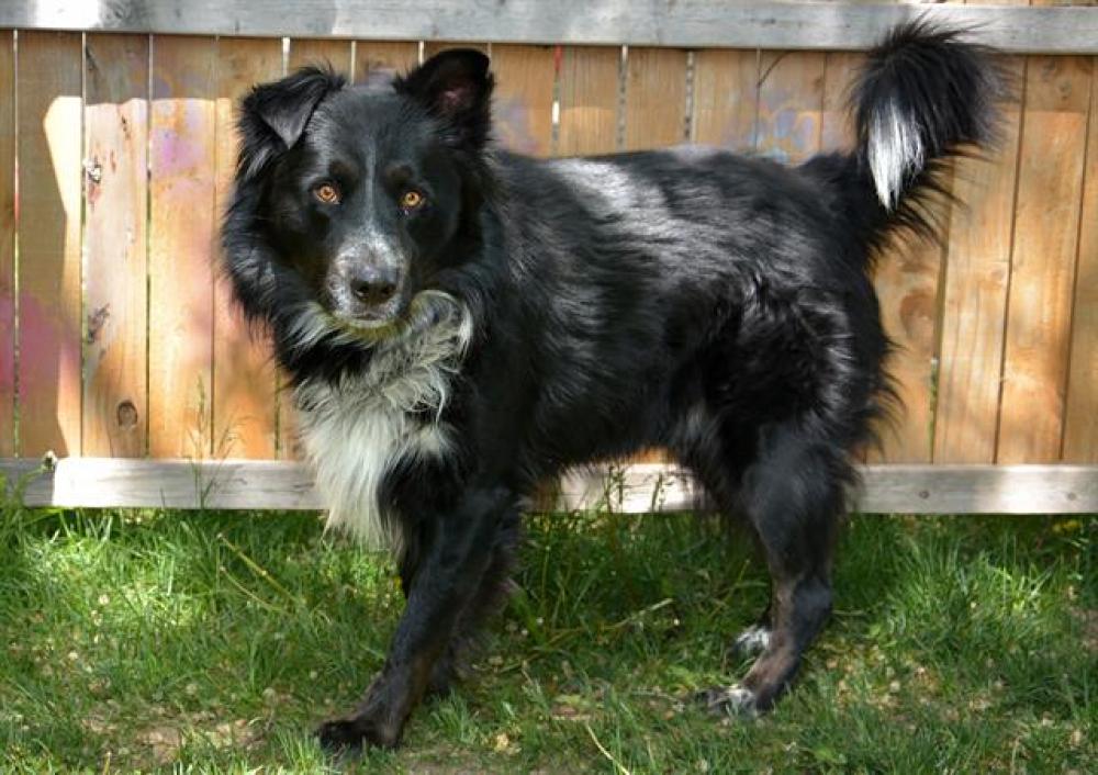 Shelter Stray Male Dog last seen Near BLOCK S 1845 W, WEST VALLEY CITY UT 84119, West Valley City, UT 84120