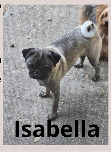 Lost Female Dog last seen Near S. Magnolia  Ave. 34476 / 475 A, Ocala, FL 34476