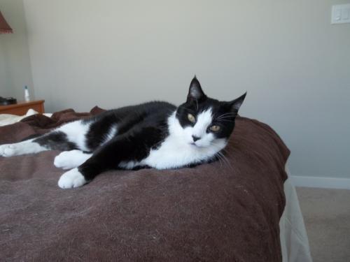 Lost Male Cat last seen Whipple Ave. and Birch St. in Redwood  City.    Sofi apmts, Redwood City, CA 94062