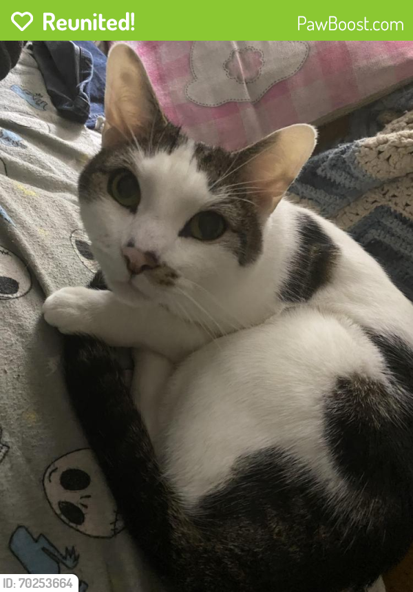 Reunited Male Cat last seen Hartranft Blvd and Swede Rd, East Norriton, PA 19401