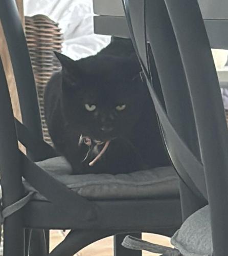 Lost Female Cat last seen Near SW 139 Terrace, Miami, FL 33158