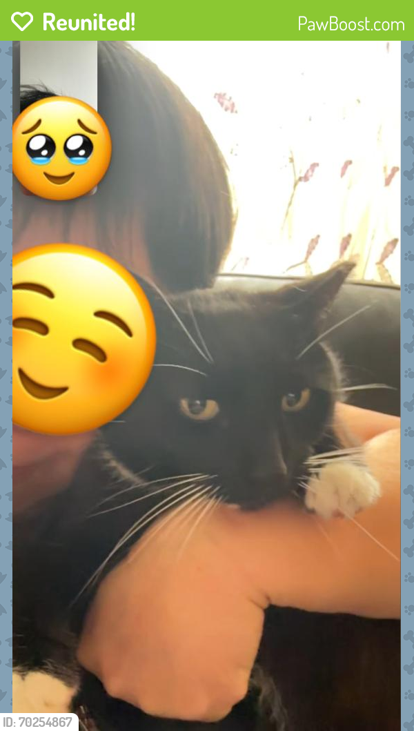 Reunited Male Cat last seen Dongan Hills Ave btwn Nugent Ave and Olympia Blvd 10305, Staten Island, NY 10305