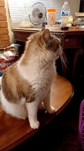 Lost Male Cat last seen Near BOBBY TRL RD IN THE BACK OF PARK, Obetz, OH 43207