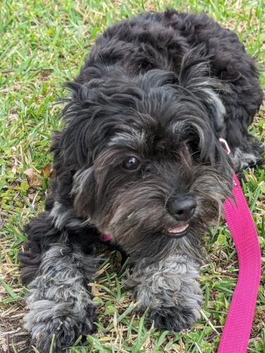 Lost Female Dog last seen ran across the busy street towards some fenced apmts., Orange City, FL 32763