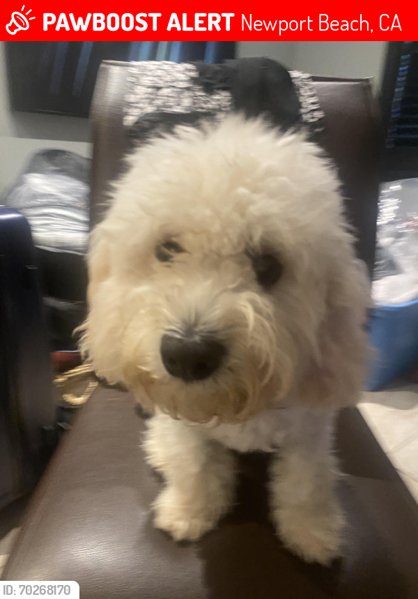 Lost Male Dog last seen Extended stay HB with a girl blonde hair or tall man, Newport Beach, CA 92663
