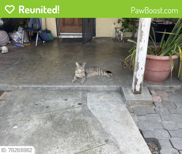 Reunited Male Cat last seen Larwin street , La Mirada, CA 90638