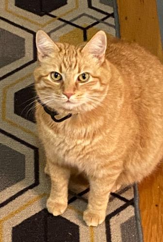 Lost Male Cat last seen Hopkins Ave and King Street (across from Staffod park) , Redwood City, CA 94062