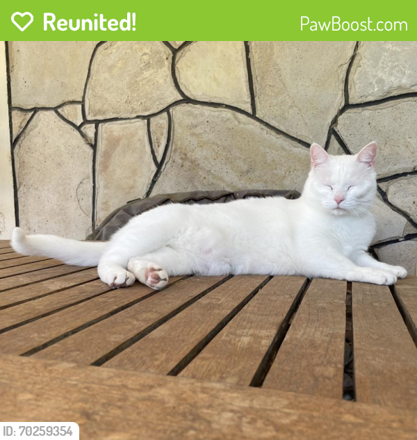 Reunited Female Cat last seen Akin Ave , Fort Collins, CO 80521