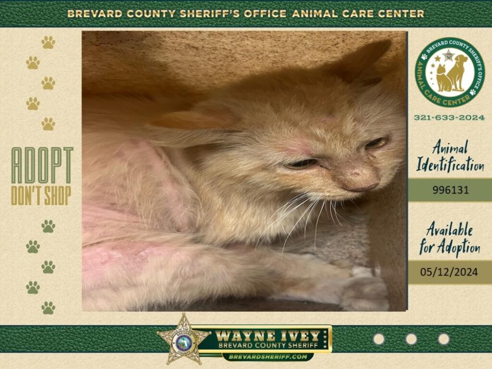 Shelter Stray Male Cat last seen Near Cheney Highway, TITUSVILLE, FL, 32780, Melbourne, FL 32934