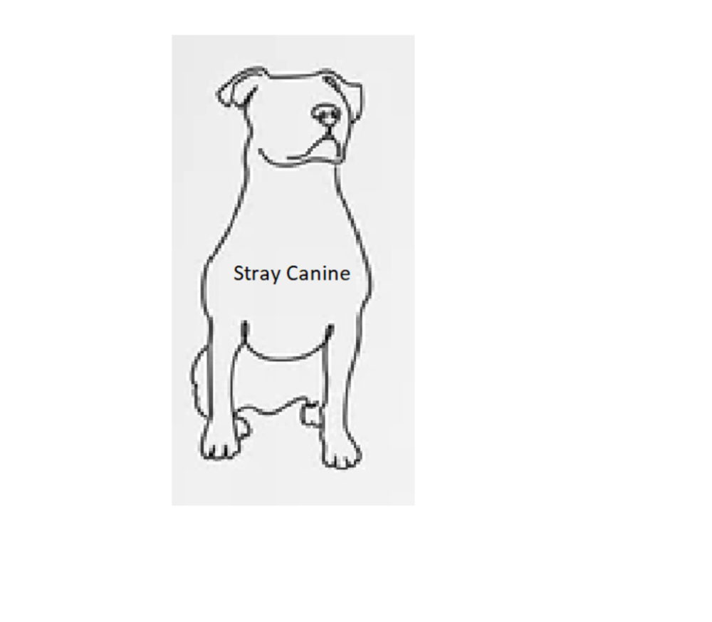 Shelter Stray Male Dog last seen Near Schneck Avenue, ROCKLEDGE, FL, 32955, Melbourne, FL 32934
