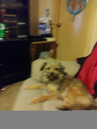 Lost Female Dog last seen North 18th Abilene Texas, Abilene, TX 79603
