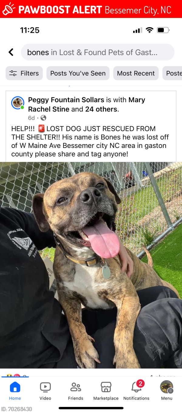 Lost Male Dog last seen W Main Ave, Bessemer City, NC 28016