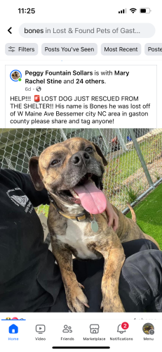 Lost Male Dog last seen W Main Ave, Bessemer City, NC 28016