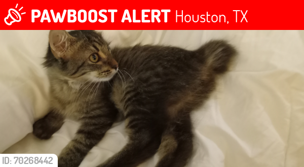 Lost Male Cat last seen Pinelock , Houston, TX 77062