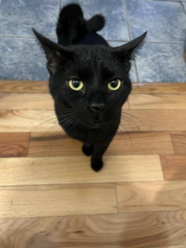 Lost Male Cat last seen 17th and Delancey Street , Philadelphia, PA 19103