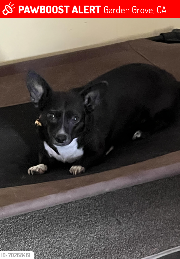 Lost Female Dog last seen GoldenWest and Stanford, Garden Grove, CA 92845