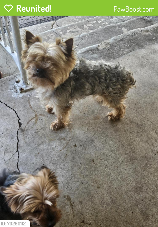 Reunited Male Dog last seen san miguel & grange st, Lemon Grove, CA 91945