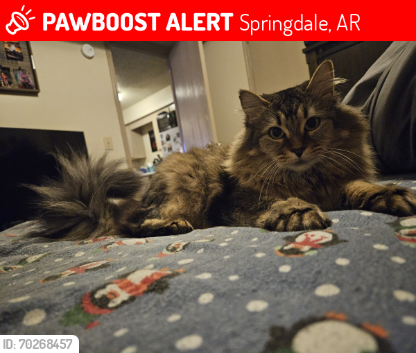 Lost Female Cat last seen The Station apmts, Springdale, AR 72764