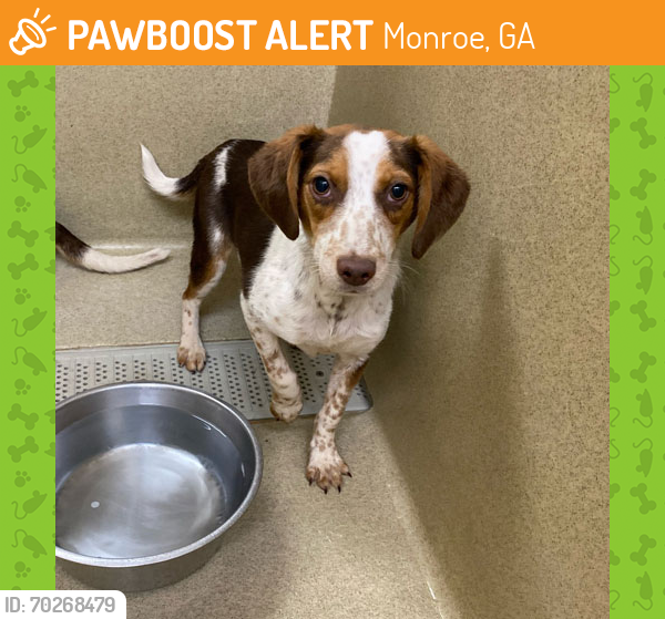 Rehomed Female Dog last seen PIEDMONT PARKWAY, Monroe, GA 30655