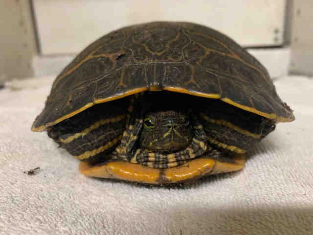 Shelter Stray Unknown Reptile last seen FOUND HWY 79, Carlsbad, CA 92011