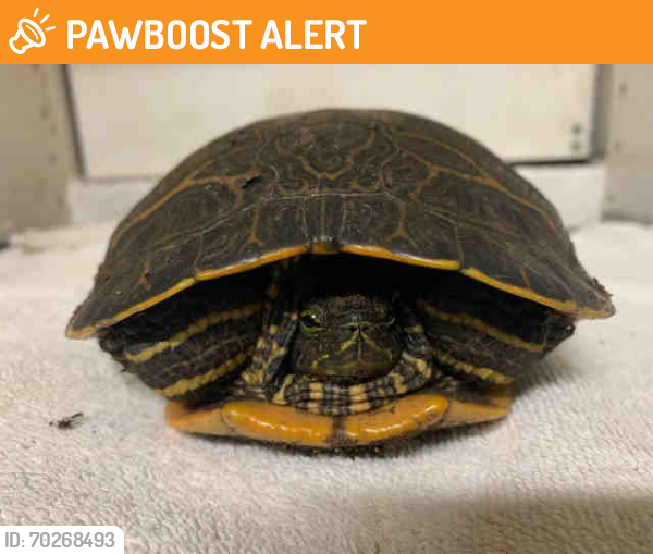 Shelter Stray Unknown Reptile last seen FOUND HWY 79, Carlsbad, CA 92011
