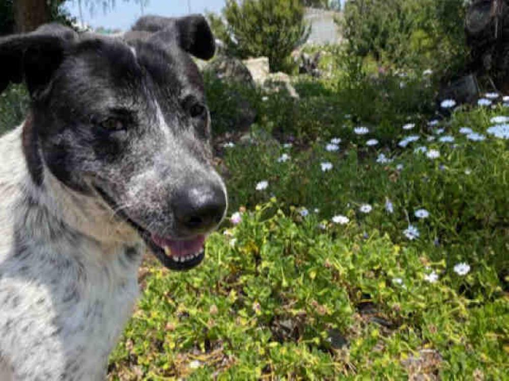 Shelter Stray Male Dog last seen TECATE, Bonita, CA 91902