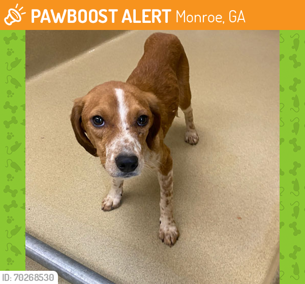 Rehomed Male Dog last seen PIEDMONT PARKWAY, Monroe, GA 30655