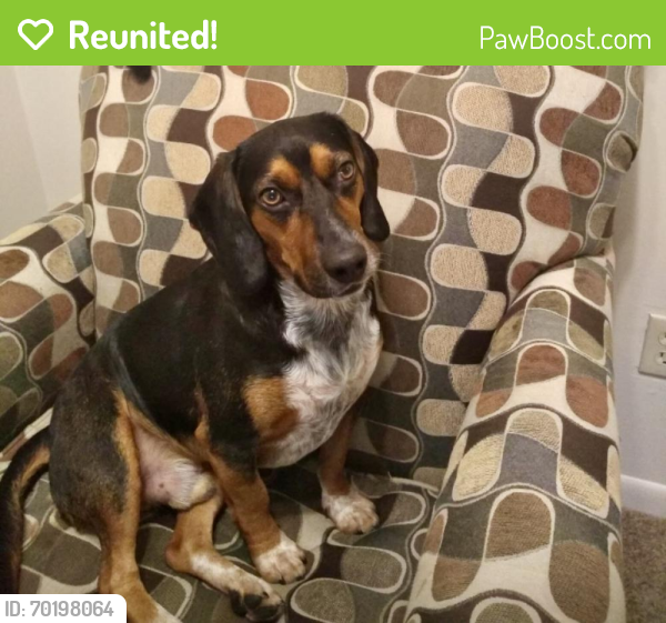 Reunited Male Dog last seen Ewald drive near linden Ave penfield ny, Penfield, NY 14625
