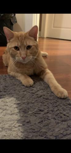 Lost Male Cat last seen Odell Ave & Barry Ave, Chicago, IL 60707