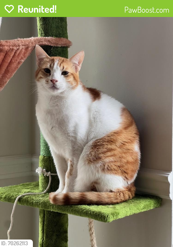 Reunited Male Cat last seen Burnaby Street between 10th Ave and Churchill near Caribou Park, New Westminster, BC V3L 4W1