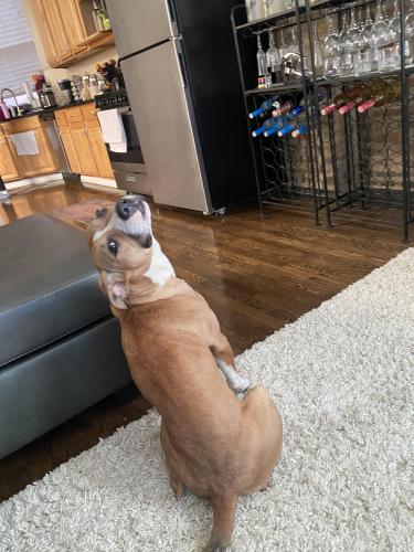Lost Female Dog last seen Near s state street Chicago Illinois 60628, Chicago, IL 60628