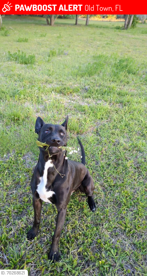 Lost Male Dog last seen Rock Sink Baptist Church & NE 807 Ave Old Town FL , Old Town, FL 32680