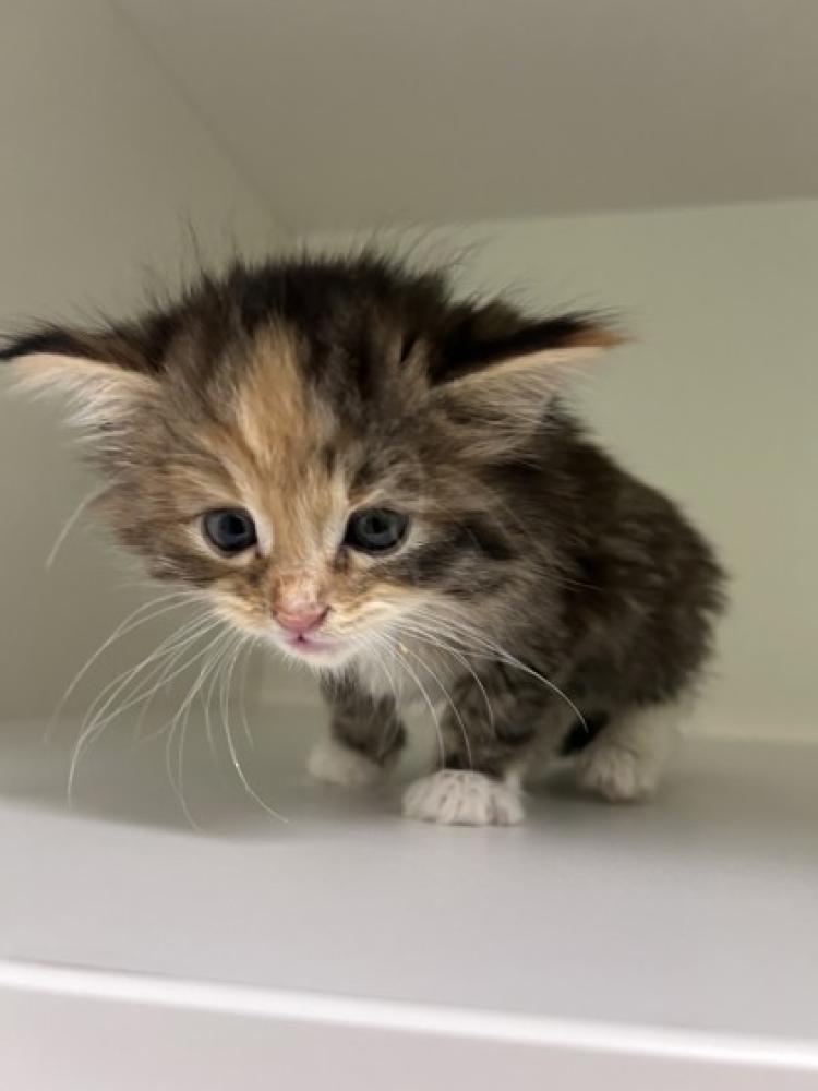 Shelter Stray Female Cat last seen Alexandria, VA,22306, 7838 Flamingo Drive, Fairfax County, , Fairfax, VA 22032