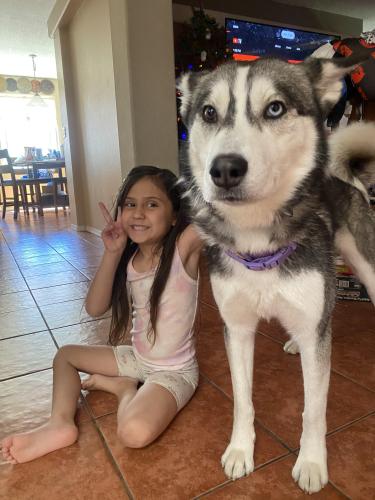 Lost Female Dog last seen Gibson Blvd, Albuquerque, NM 87108