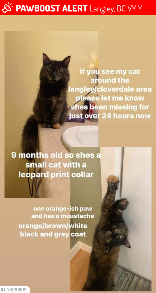 Langley, BC Lost Female Cat, Meatball Is Missing | PawBoost