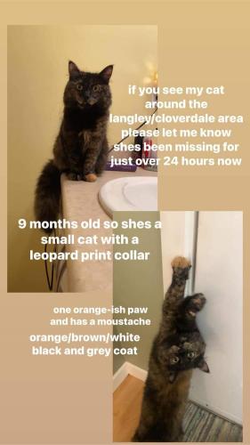 Lost Female Cat last seen Near 201a Street, Langley B.C, Langley, BC V2Y 2Y2