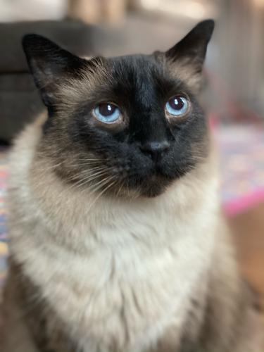Lost Male Cat last seen South Drive and Hulen, Fort Worth, TX 76132